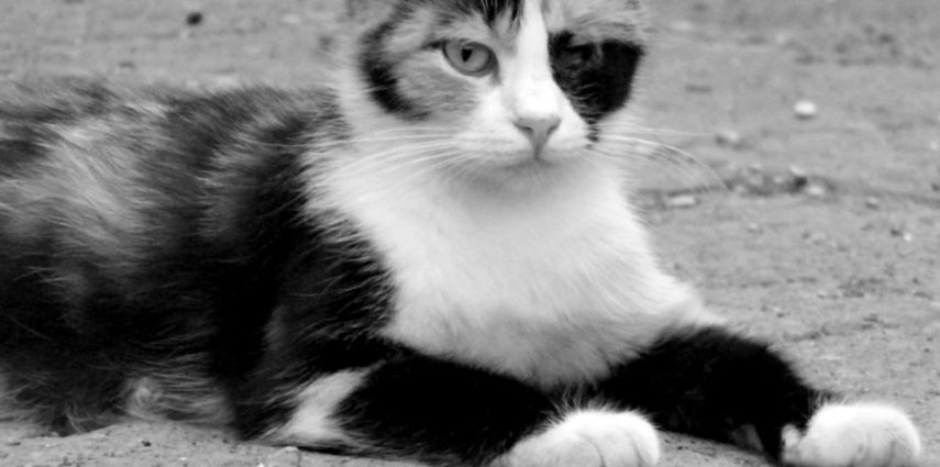 <p>Lo Sguardo</p>
